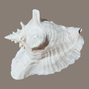 Large White Seashell Decor